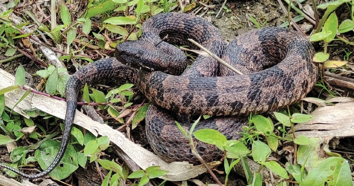 Loài rắn độc mới được phát hiện, lần đầu ghi nhận tại Việt Nam có gì mới?