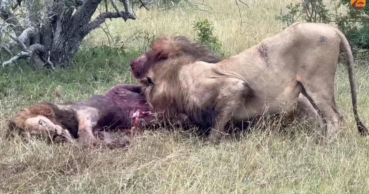 Sư tử đực vùng vẫy trong đau đớn khi bị 2 đối thủ tấn công có gì mới?