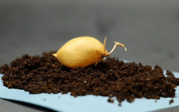 Đạt được đột phá nông nghiệp với đất Mặt Trăng, phi hành gia tương lai có thể sẽ phải ăn đậu gà cả tháng