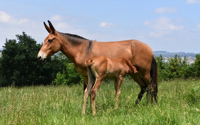 Bí ẩn di truyền khiến loài la gần như vô sinh: Vì sao trong hơn 500 n?