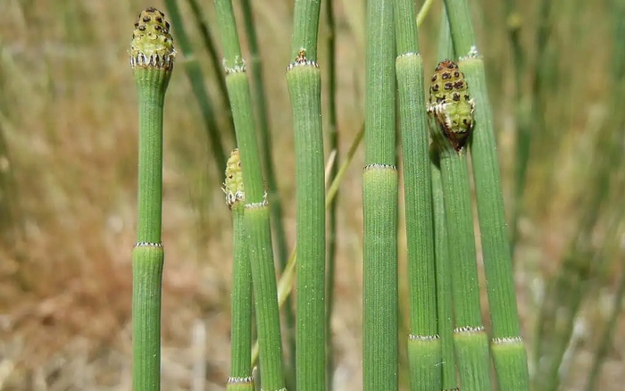 Loài cây cổ đại chưng cất nước kỳ lạ đến mức khiến giới khoa học nhầm?