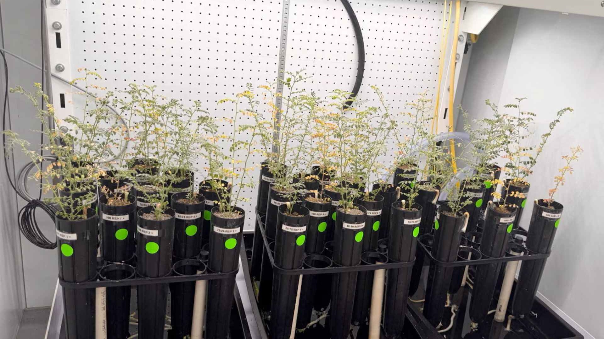 Trồng thành công đậu gà bằng đất mô phỏng Mặt trăng