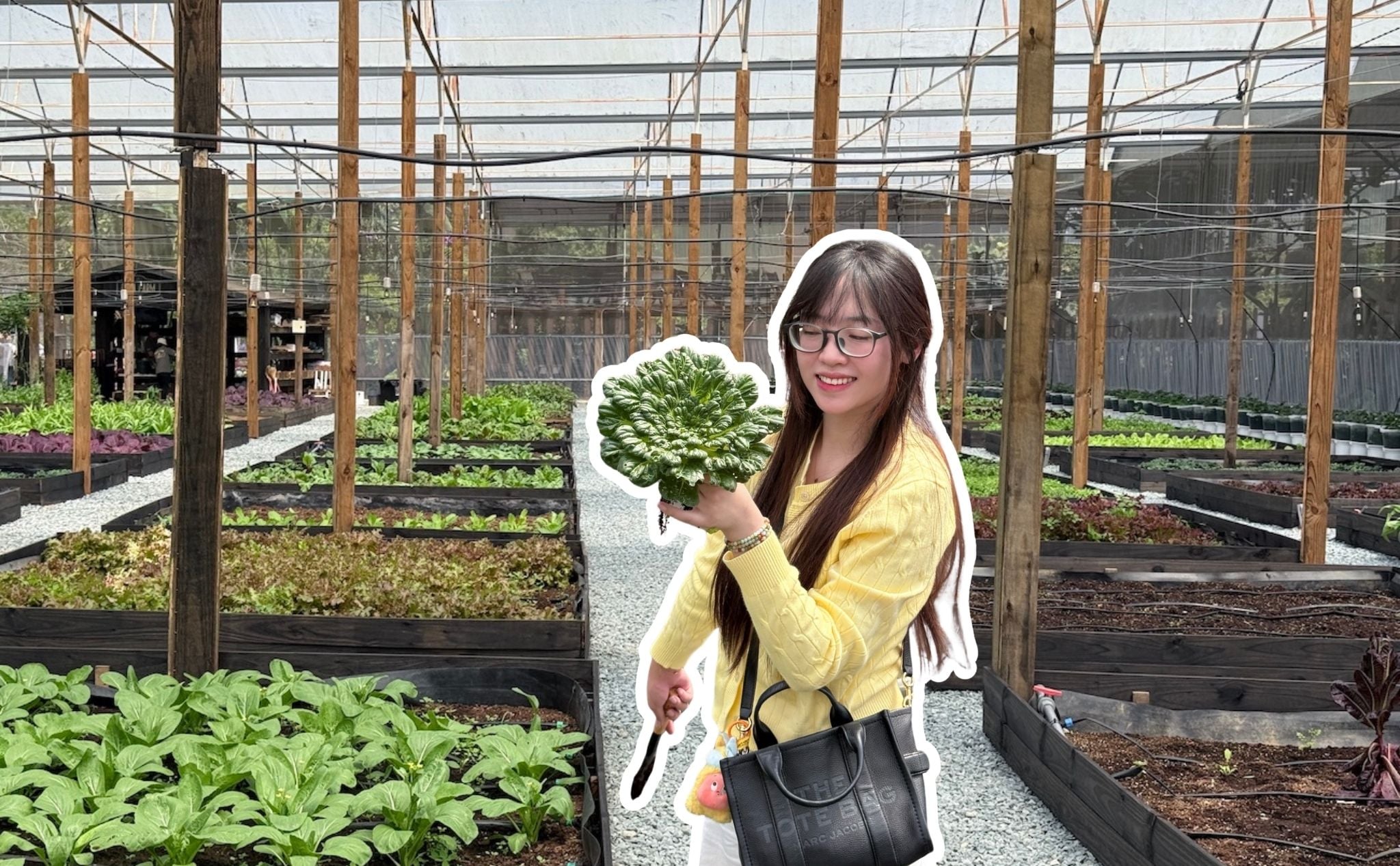 Đà Lạt: tham quan và thu hoạch rau sạch tại nông trại có gì mới?