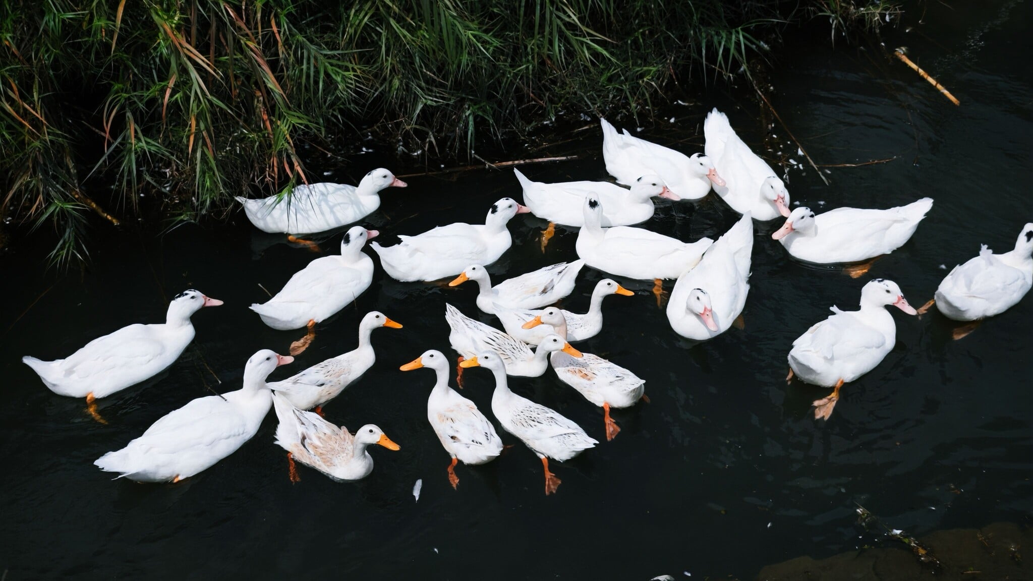 Dùng Xiaomi 17 Ultra thay thế được Fuji X100VI và Pocket 3 hay không?